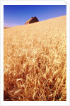 Wheat Field by Anonymous