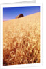 Wheat Field by Anonymous