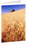 Wheat Field by Anonymous