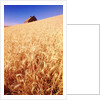 Wheat Field by Anonymous