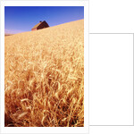 Wheat Field by Anonymous