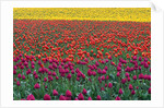 Colorful Tulip Field by Anonymous