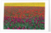 Colorful Tulip Field by Anonymous