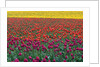 Colorful Tulip Field by Anonymous