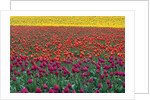Colorful Tulip Field by Anonymous