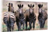 Herd of Zebras by Anonymous