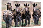 Herd of Zebras by Anonymous
