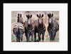 Herd of Zebras by Anonymous