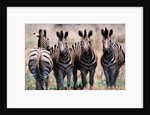 Herd of Zebras by Anonymous