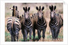 Herd of Zebras by Anonymous