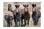 Herd of Zebras by Anonymous