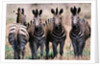 Herd of Zebras by Anonymous