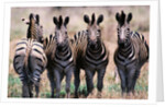 Herd of Zebras by Anonymous