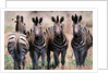 Herd of Zebras by Anonymous