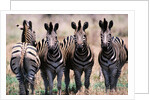 Herd of Zebras by Anonymous