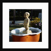 Urinating Boy Fountain by Anonymous