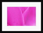 Pink Cyclamen Flower Petals by Anonymous