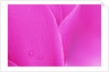 Pink Cyclamen Flower Petals by Anonymous