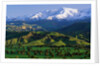 Mountains at Los Padres National Forest by Anonymous