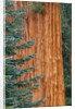 Evergreen and Sequoia Tree Trunk by Anonymous