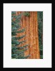Evergreen and Sequoia Tree Trunk by Anonymous