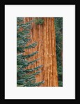 Evergreen and Sequoia Tree Trunk by Anonymous