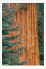 Evergreen and Sequoia Tree Trunk by Anonymous