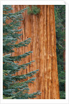 Evergreen and Sequoia Tree Trunk by Anonymous
