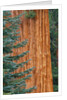 Evergreen and Sequoia Tree Trunk by Anonymous