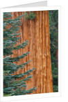 Evergreen and Sequoia Tree Trunk by Anonymous