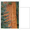 Evergreen and Sequoia Tree Trunk by Anonymous