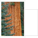 Evergreen and Sequoia Tree Trunk by Anonymous