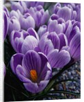 Crocus Flowers by Anonymous