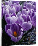 Crocus Flowers by Corbis