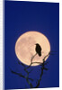 Full Moon over Raven in Tree by Anonymous