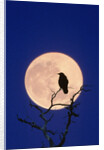 Full Moon over Raven in Tree by Anonymous