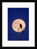 Full Moon over Raven in Tree by Anonymous