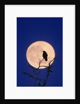 Full Moon over Raven in Tree by Anonymous