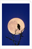 Full Moon over Raven in Tree by Anonymous