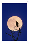 Full Moon over Raven in Tree by Anonymous
