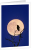 Full Moon over Raven in Tree by Anonymous