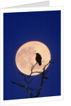 Full Moon over Raven in Tree by Anonymous