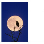 Full Moon over Raven in Tree by Anonymous