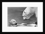 Polar Bears Looking at Each Other by Anonymous