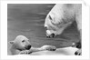 Polar Bears Looking at Each Other by Anonymous