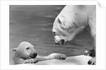 Polar Bears Looking at Each Other by Anonymous