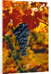 Cabernet Sauvignon Grapes by Anonymous