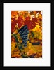 Cabernet Sauvignon Grapes by Anonymous