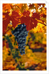 Cabernet Sauvignon Grapes by Anonymous