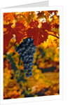 Cabernet Sauvignon Grapes by Anonymous